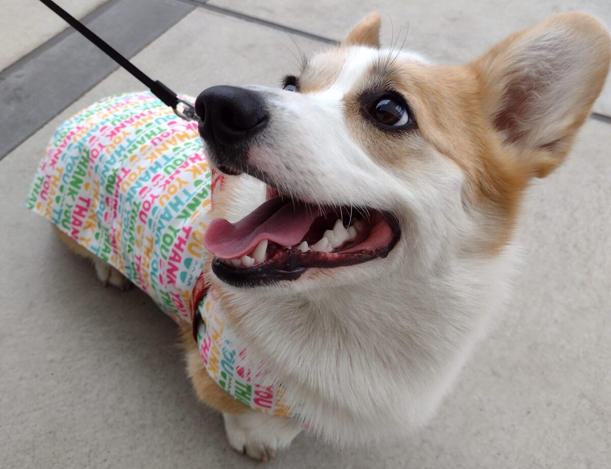 雨の日に最適 コーギー犬こむぎと行く若葉ケヤキモール 写真と動画で徹底解説 コーギー犬こむぎとの生活