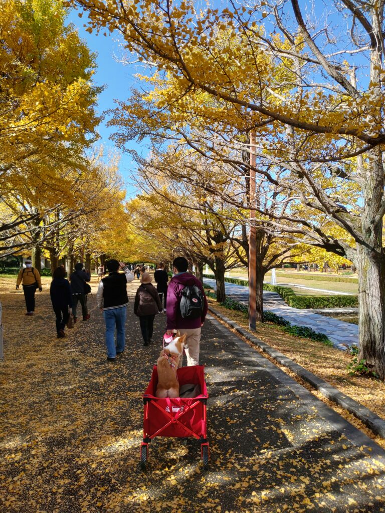 昭和記念公園のイチョウ並木とコーギー