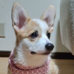 こむぎ