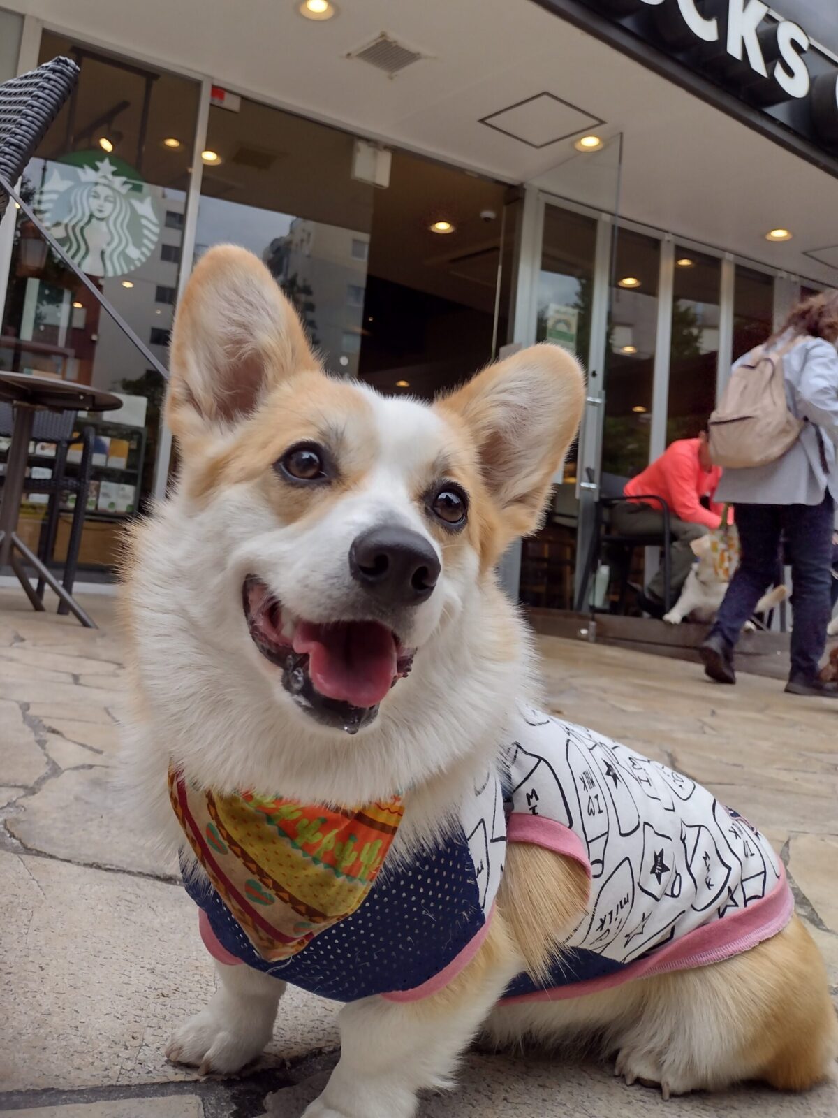 テラス席ペット同伴可】スターバックス国立店で、朝の散歩の小休憩をし