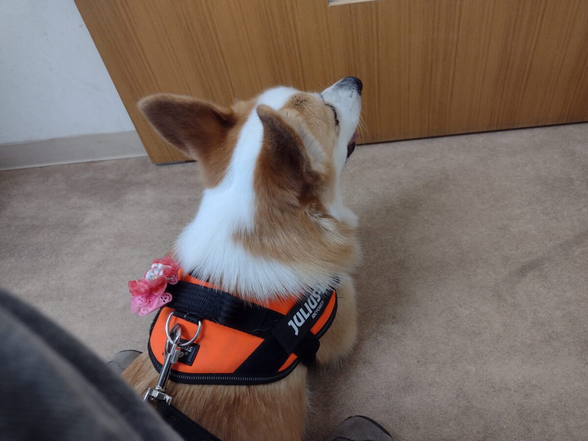 愛犬こむぎの膀胱炎の闘病記 こむぎブログ