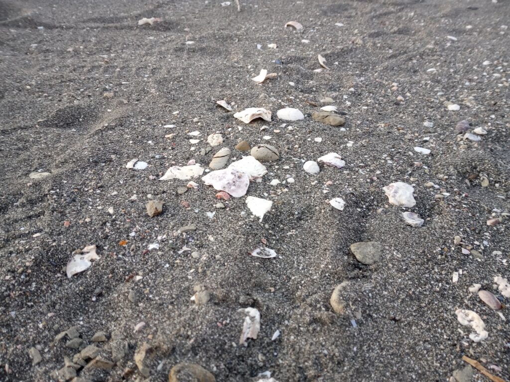 カーロ・リゾート城ヶ島遊ヶ埼BASE近くのビーチの貝殻
