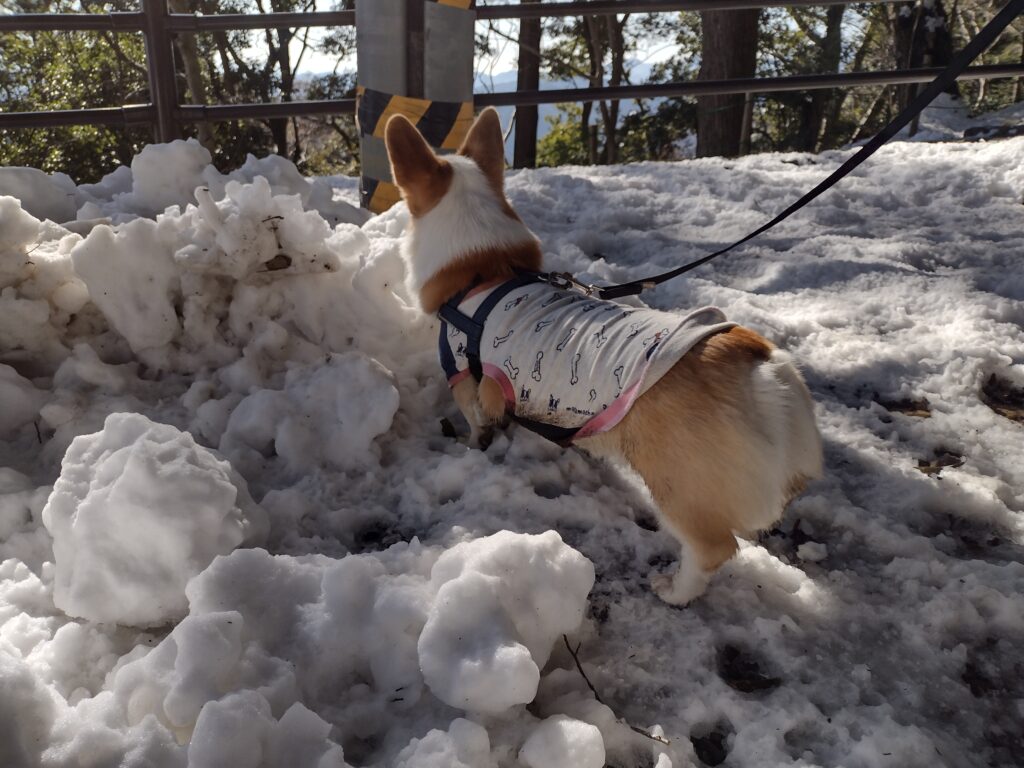 愛犬のコーギーと雪