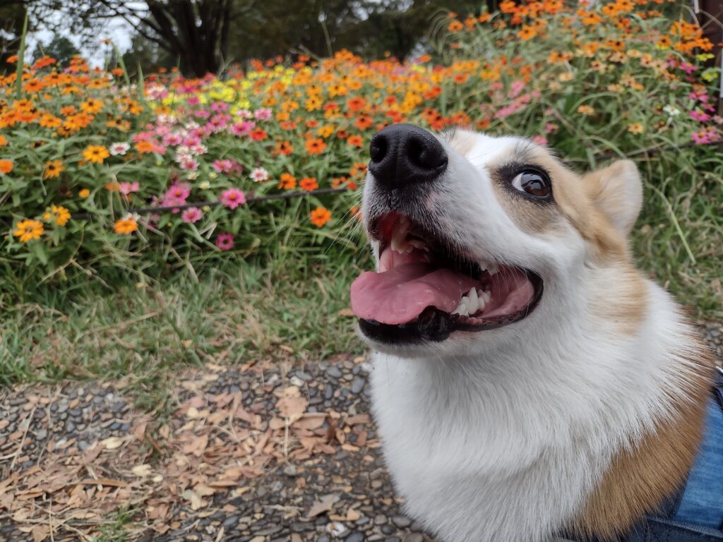 昭和記念公園の秋の花とコーギー