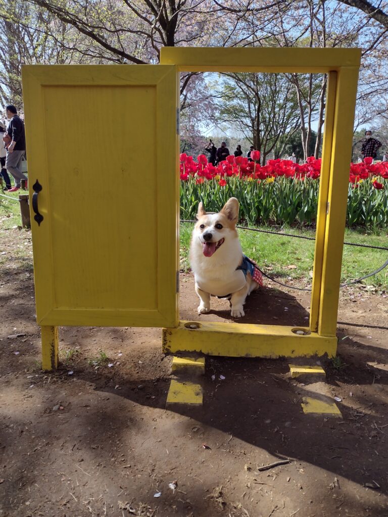 昭和記念公園の愛犬用のフォトスポット
