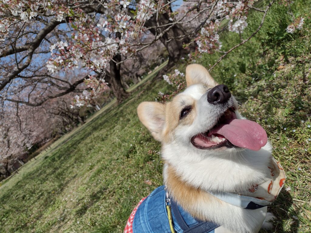 昭和記念公園の桜とこむぎ