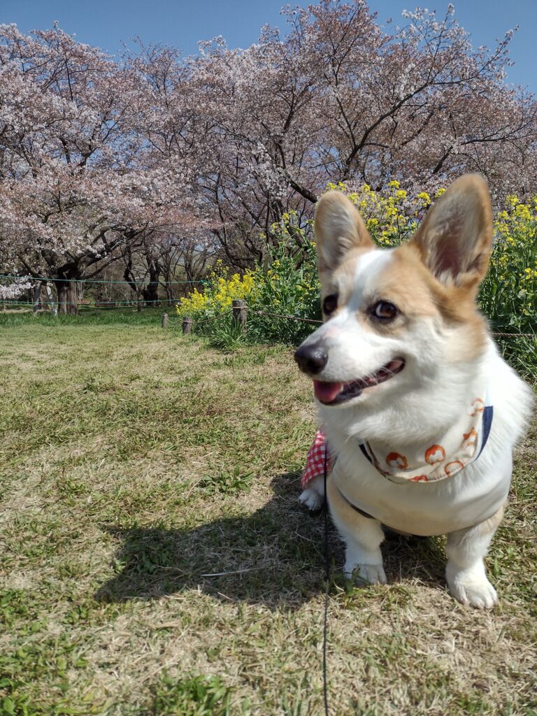 昭和記念公園の桜と菜の花とコーギー