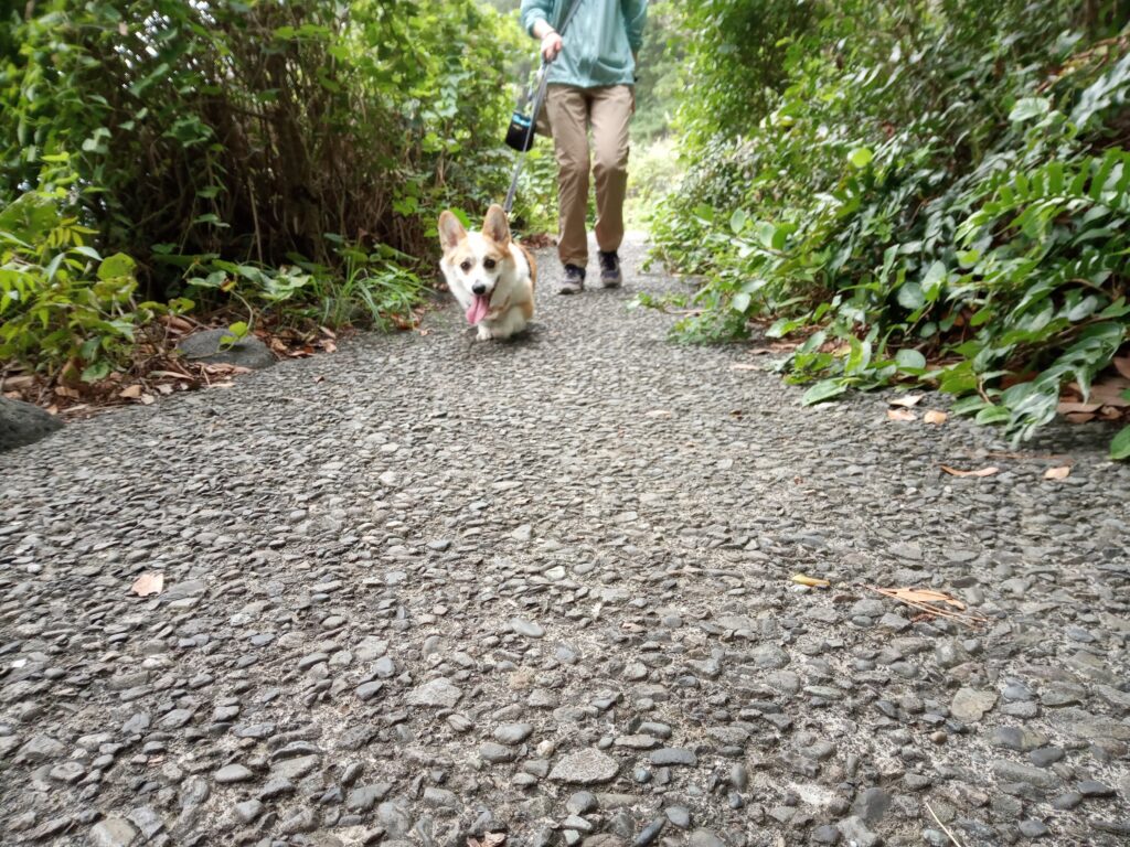 城ケ崎海岸ハイキングコースの林道コースを歩くコーギー