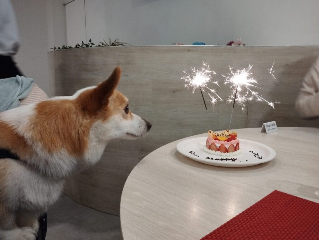 犬用の誕生日ケーキとコーギー