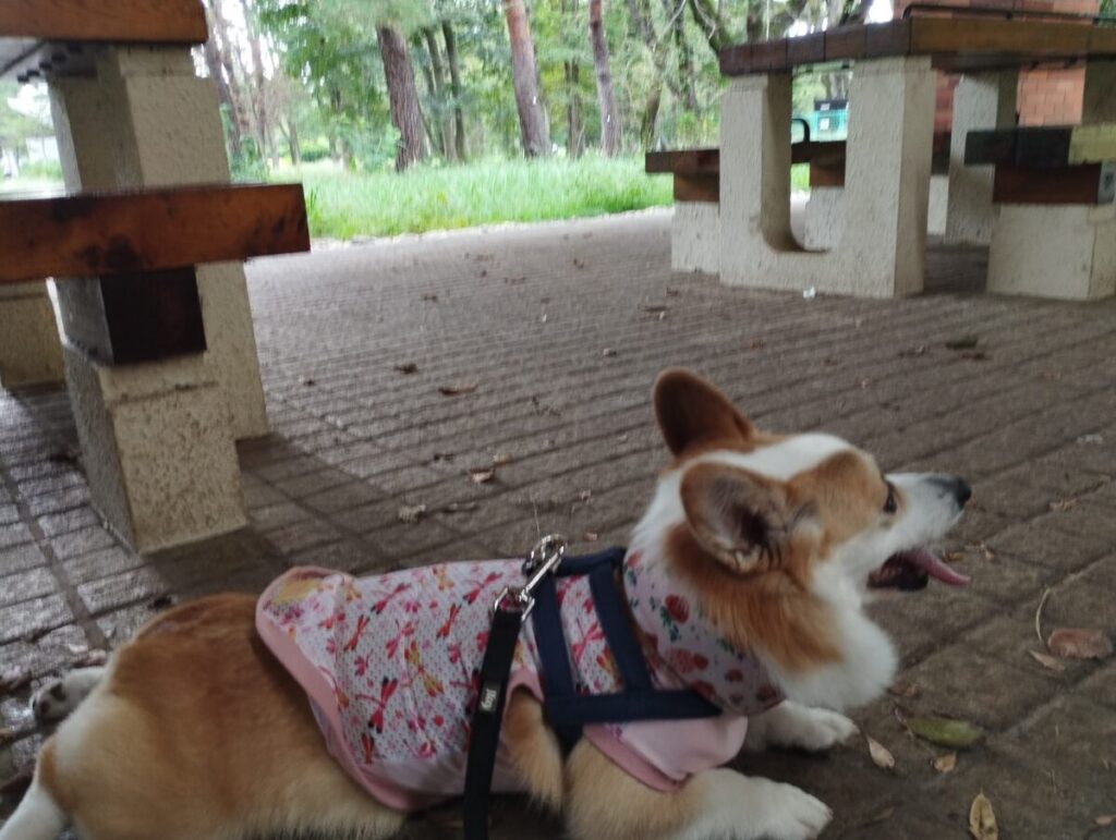 野川公園の少年キャンプ場にある屋根付きの休憩所で休むコーギー
