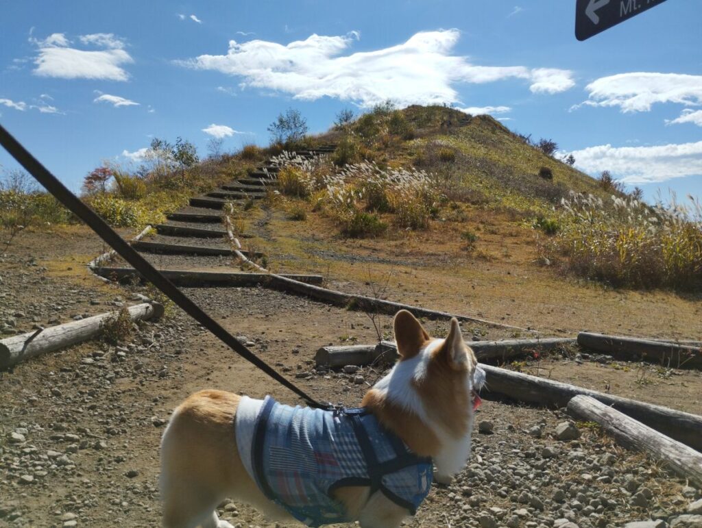 飯盛山の山頂までの階段