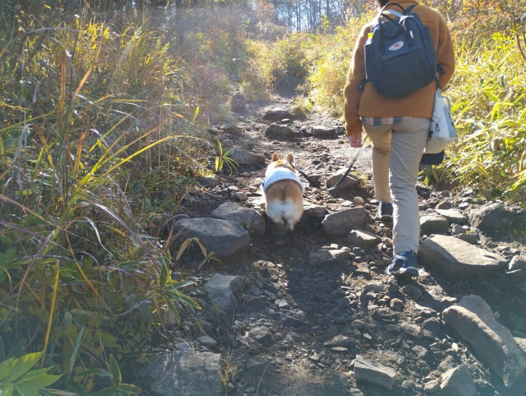 飯盛山で岩を飛び越えるコーギー