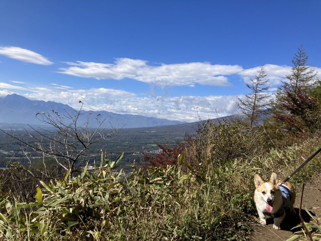 飯盛山の稜線を歩くコーギー